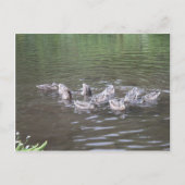 Alaska Scenus Postkarte (Vorderseite)