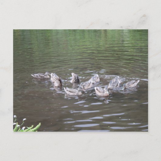 Alaska Scenus Postkarte (Vorderseite)