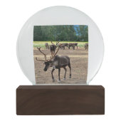 Alaska-Schnee-Kugel Schneekugel (Rückseite)