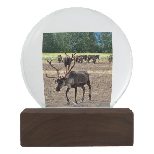 Alaska-Schnee-Kugel Schneekugel (Rückseite)