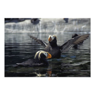 Alaska Schopflunde Fotodruck