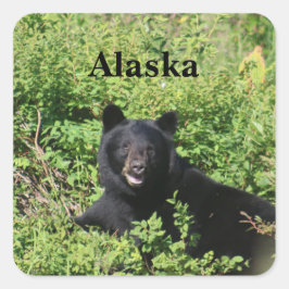 Alaska - Schwarzer Bär in Berry Bushes Quadratischer Aufkleber