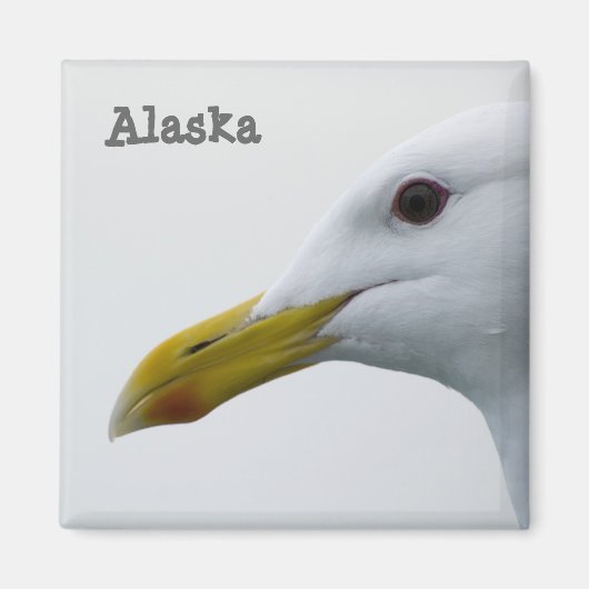Alaska Seagull Magnet (Vorne)