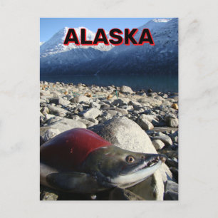 Alaska Sockeye Salmon Postkarte