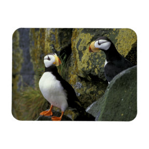 Alaska, St. Paul Island, die Pribilofs, gehörnt Magnet