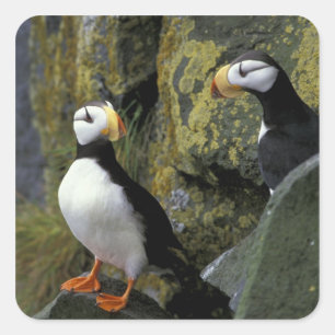 Alaska, St. Paul Island, die Pribilofs, gehörnt Quadratischer Aufkleber