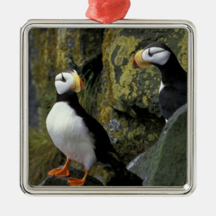 Alaska, St. Paul Island, die Pribilofs, gehörnt Silbernes Ornament