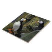 Alaska, St. Paul Island, die Pribilofs, horned Fliese (Seite)