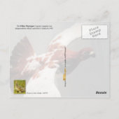 Alaska Staat Bird - Willow Ptarmigan Postkarte (Rückseite)