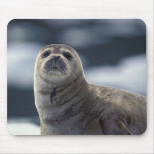 Alaska, Südost-Region Seehund auf Eis Mousepad