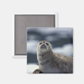 Alaska, Südostregion Hafen Siegel auf Eis Magnet (Vorderseite/Rückseite)