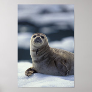 Alaska, Südostregion Hafen Siegel auf Eis Poster