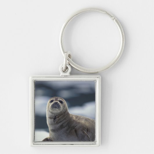 Alaska, Südostregion Hafen Siegel auf Eis Schlüsselanhänger (Vorne)