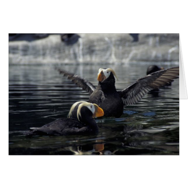Alaska Tufted Puffins (Vorderseite (Horizontal))