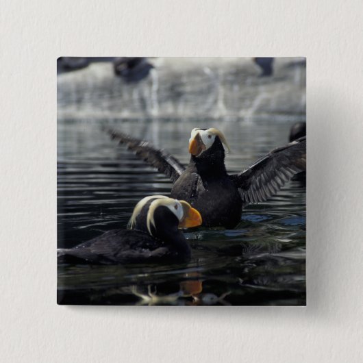 Alaska Tufted Puffins Button (Vorderseite)