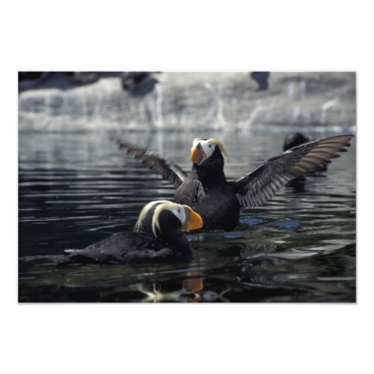 Alaska Tufted Puffins Fotodruck (Vorne)