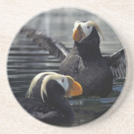 Alaska Tufted Puffins Getränkeuntersetzer (Vorne)