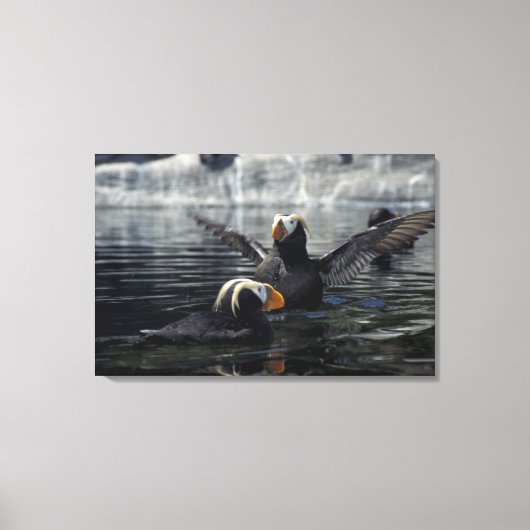 Alaska Tufted Puffins Leinwanddruck (Vorderseite)