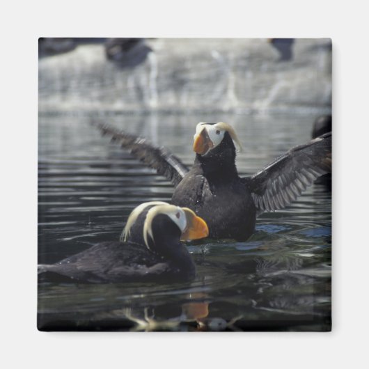 Alaska Tufted Puffins Magnet (Vorne)