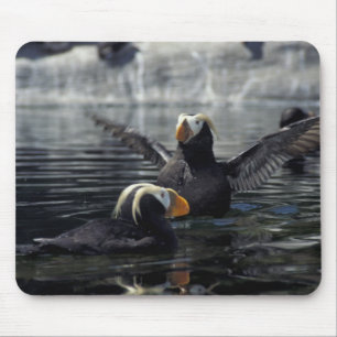 Alaska Tufted Puffins Mousepad