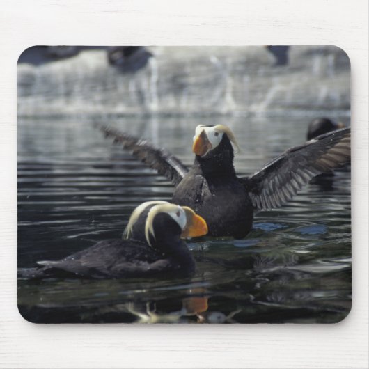 Alaska Tufted Puffins Mousepad (Vorne)