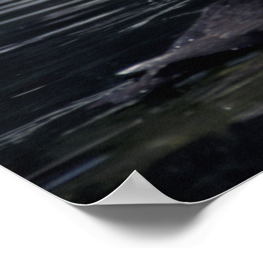 Alaska Tufted Puffins Poster (Ecke)