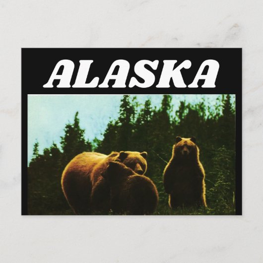 ALASKA VINTAGE GRIZZLY BEAR POSTCARD POSTKARTE (Vorderseite)