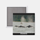 Alaska Whales Magnet (Vorderseite/Rückseite)