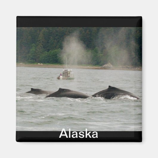 Alaska Whales Magnet (Vorne)