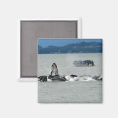 Alaska Whales Magnet (Vorderseite/Rückseite)