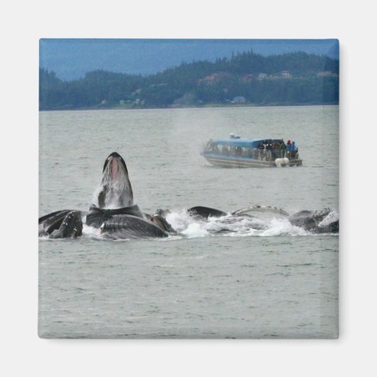 Alaska Whales Magnet (Vorne)
