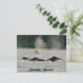 Alaska Whales Postkarte (Stehend Vorderseite)