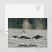 Alaska Whales Postkarte (Vorne/Hinten)