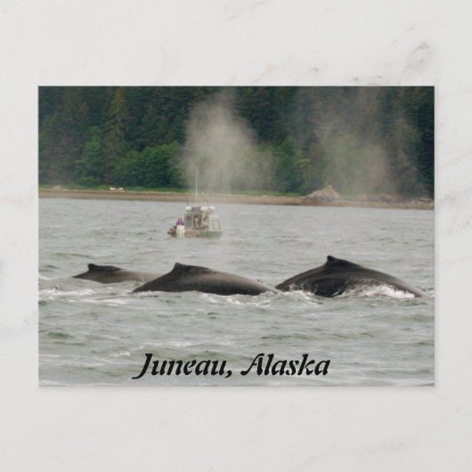 Alaska Whales Postkarte (Vorderseite)