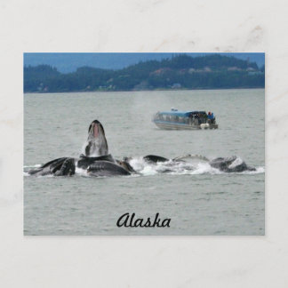 Alaska Whales Postkarte