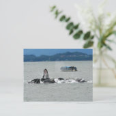 Alaska Whales Postkarte (Stehend Vorderseite)