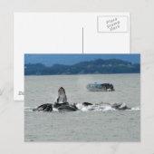 Alaska Whales Postkarte (Vorne/Hinten)
