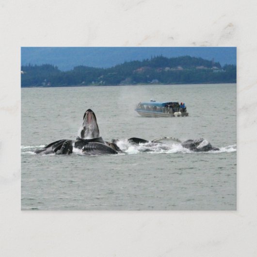 Alaska Whales Postkarte (Vorderseite)