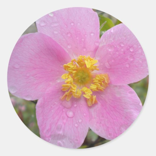 Alaska Wild Rose Runder Aufkleber (Vorderseite)