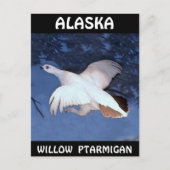 Alaska Willow Ptarmigan Postkarte (Vorderseite)