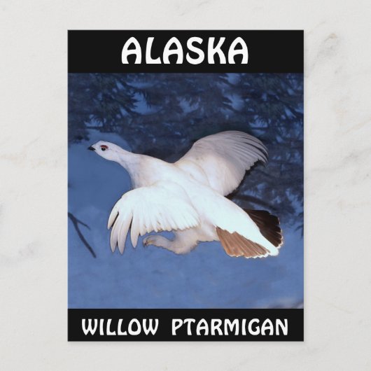 Alaska Willow Ptarmigan Postkarte (Vorderseite)