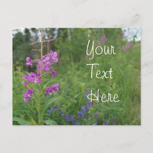 Alaskafireweed-Wildblume Postkarte (Vorderseite)