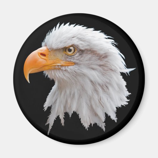 Alaskan Bald Eagle Magnet (Vorne)