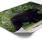 Alaskan Bear Poster (Ecke)
