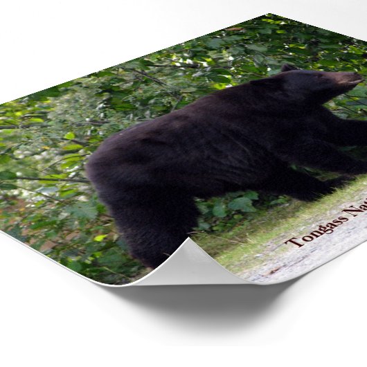 Alaskan Bear Poster (Ecke)