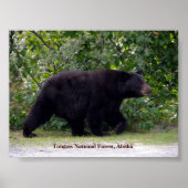 Alaskan Bear Poster (Vorne)