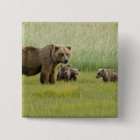 Alaskan Brown Bären Sow und drei Cubs, Ursus Button (Vorderseite)