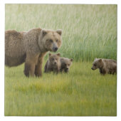 Alaskan Brown Bären Sow und drei Cubs, Ursus Fliese (Vorderseite)