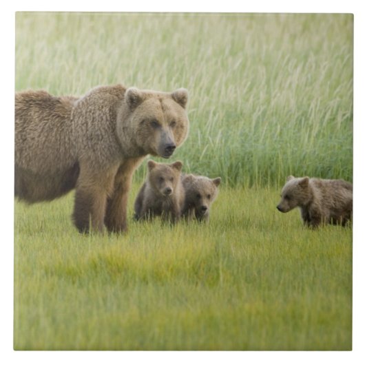 Alaskan Brown Bären Sow und drei Cubs, Ursus Fliese (Vorderseite)