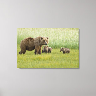 Alaskan Brown Bären Sow und drei Cubs, Ursus Leinwanddruck